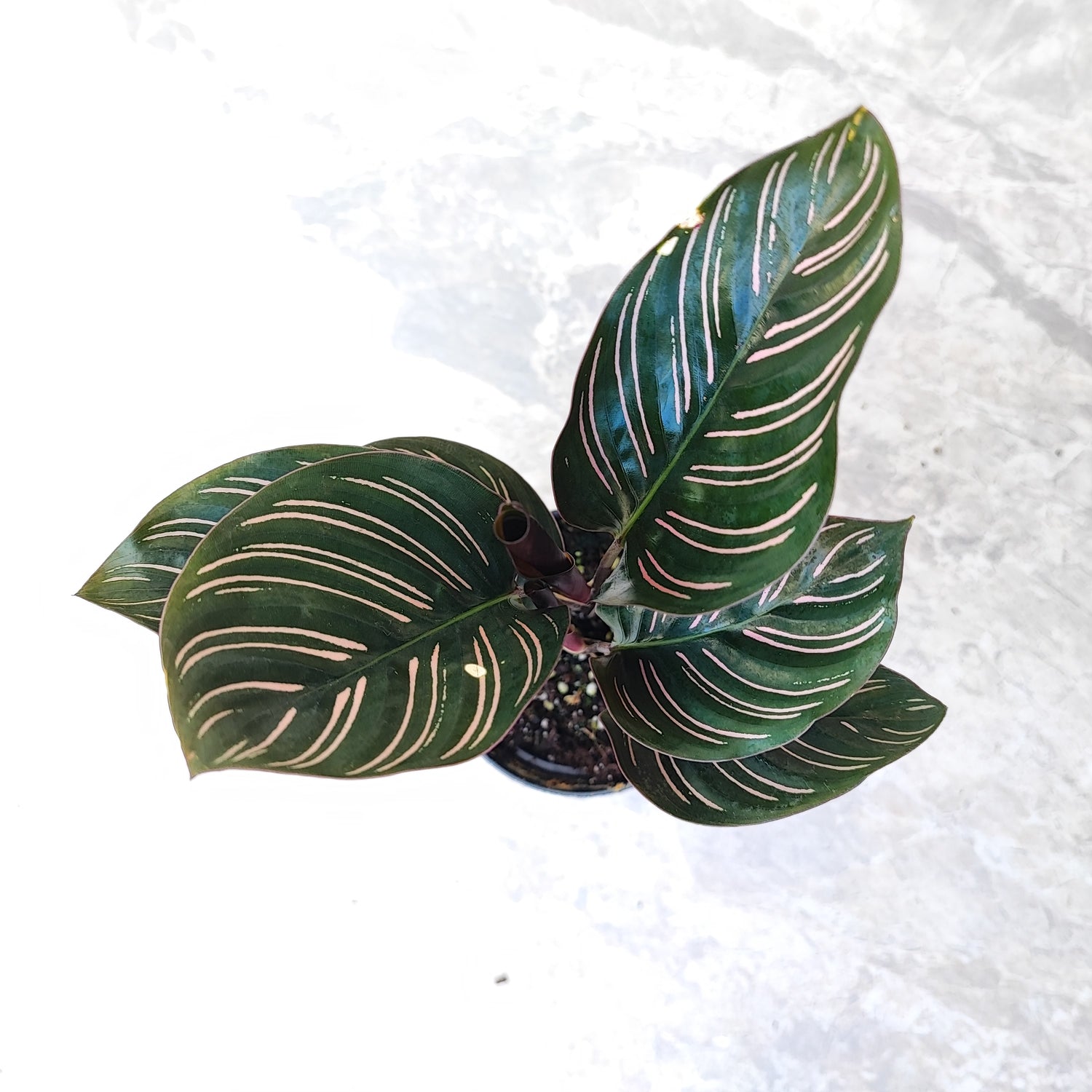 Vrac: Calathea Ornata