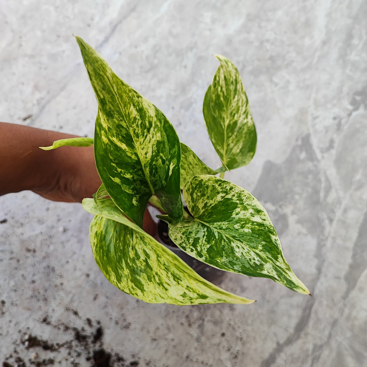 Vrac: Epipremnum Marble Queen