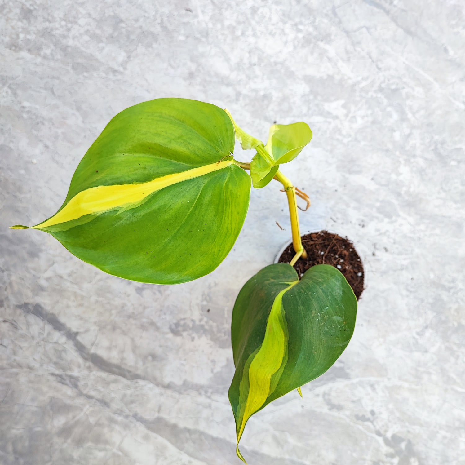 VRAC: Philodendron Scandens Brazil