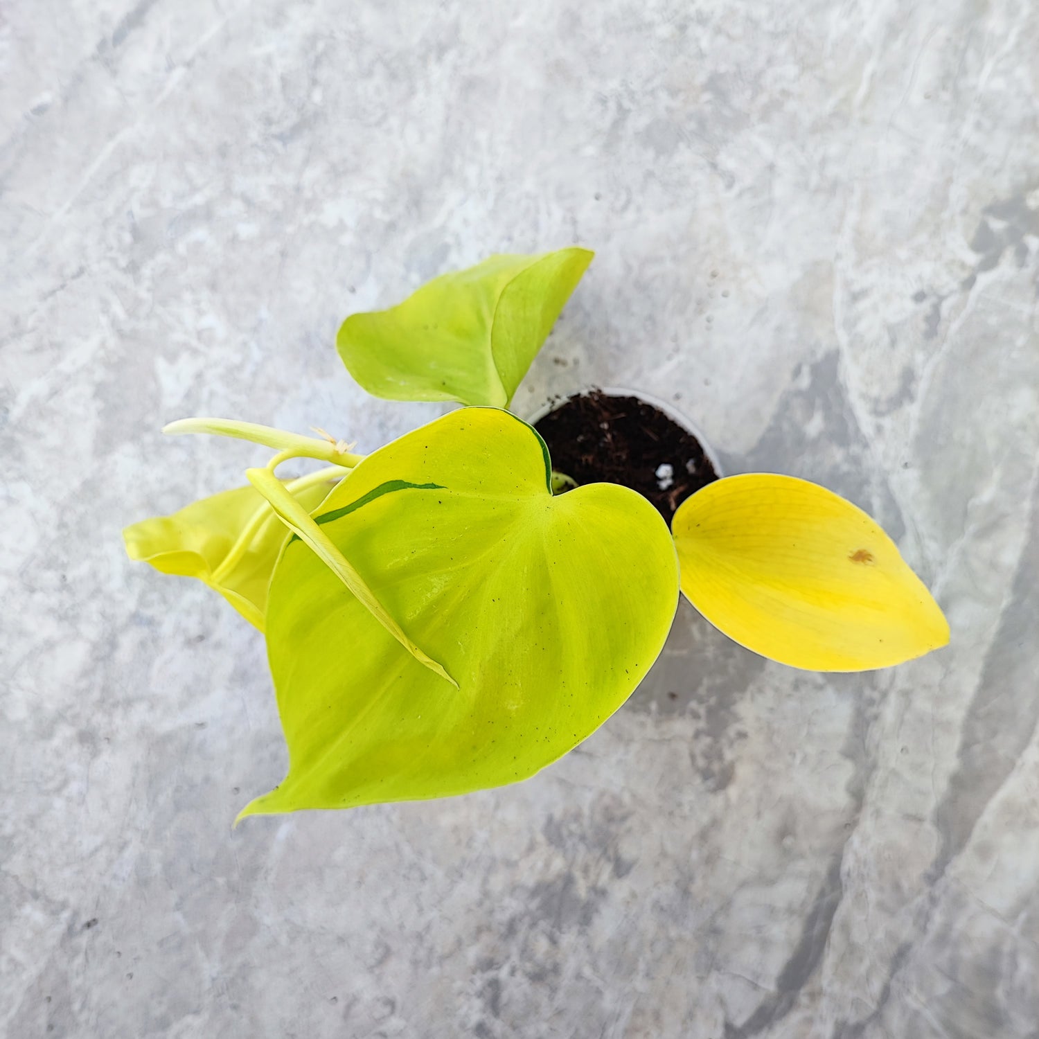 VRAC: Philodendron Lemon Lime