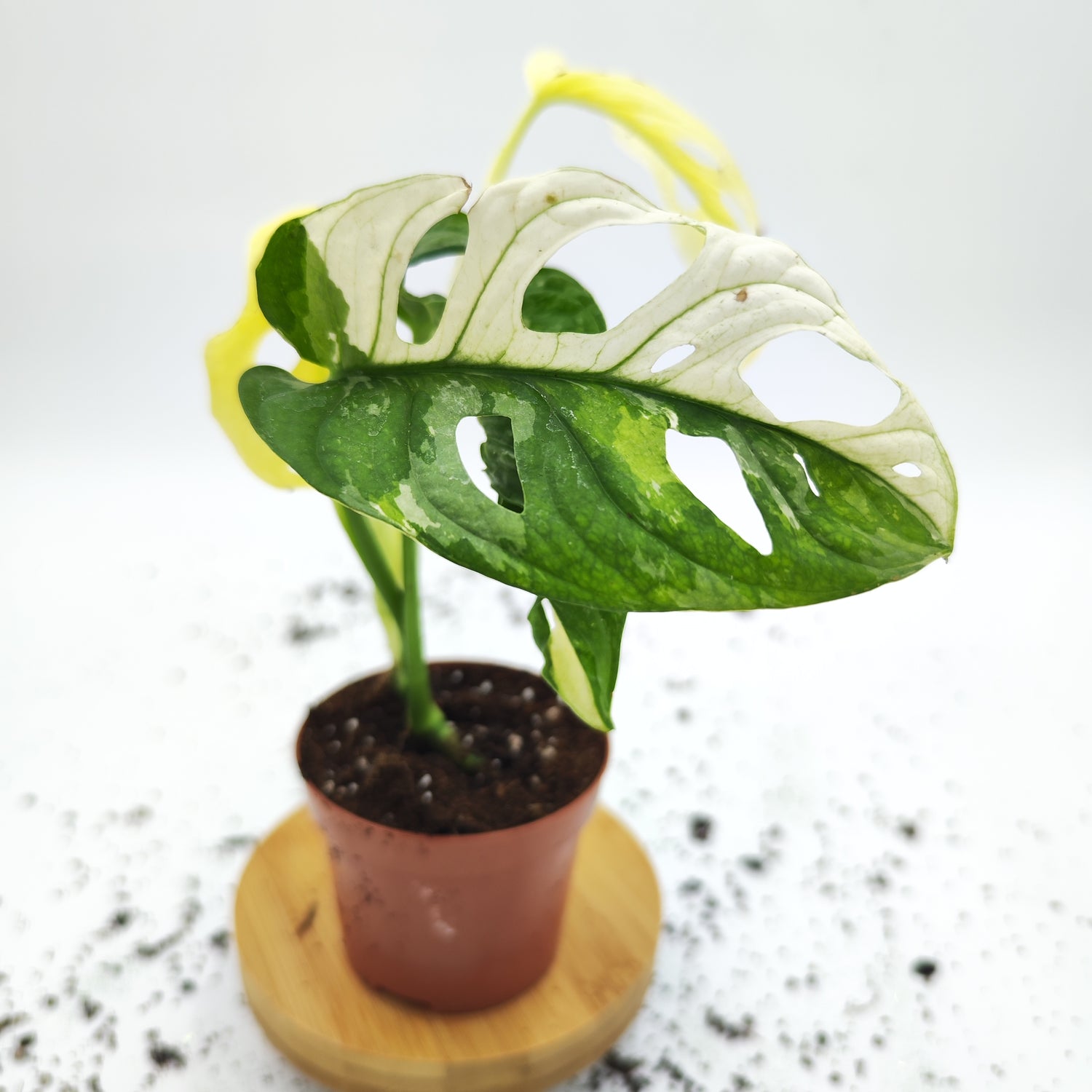 Vente Directe: Monstera Adansonii Var