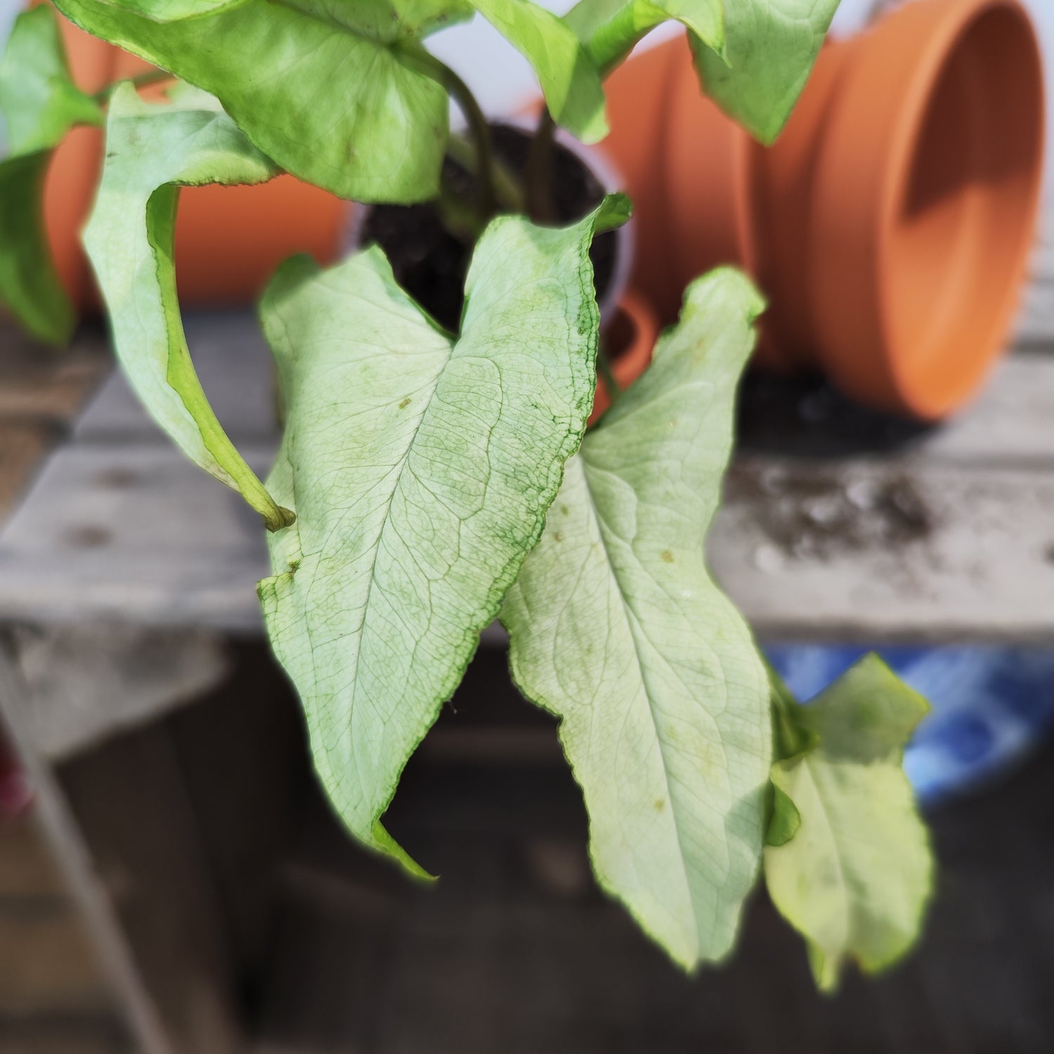 Syngonium Nguengi Laima