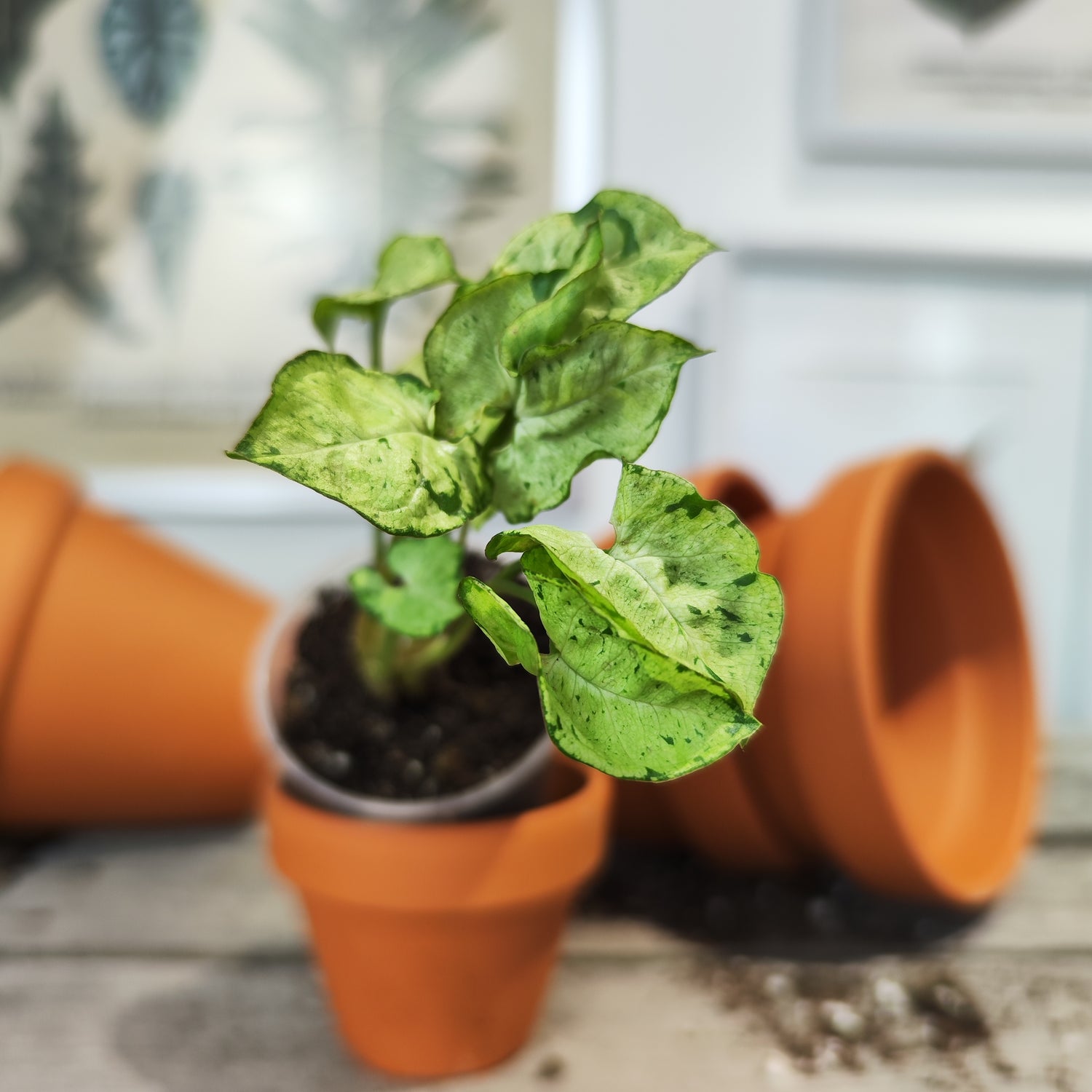 syngonium grey ghost compacta