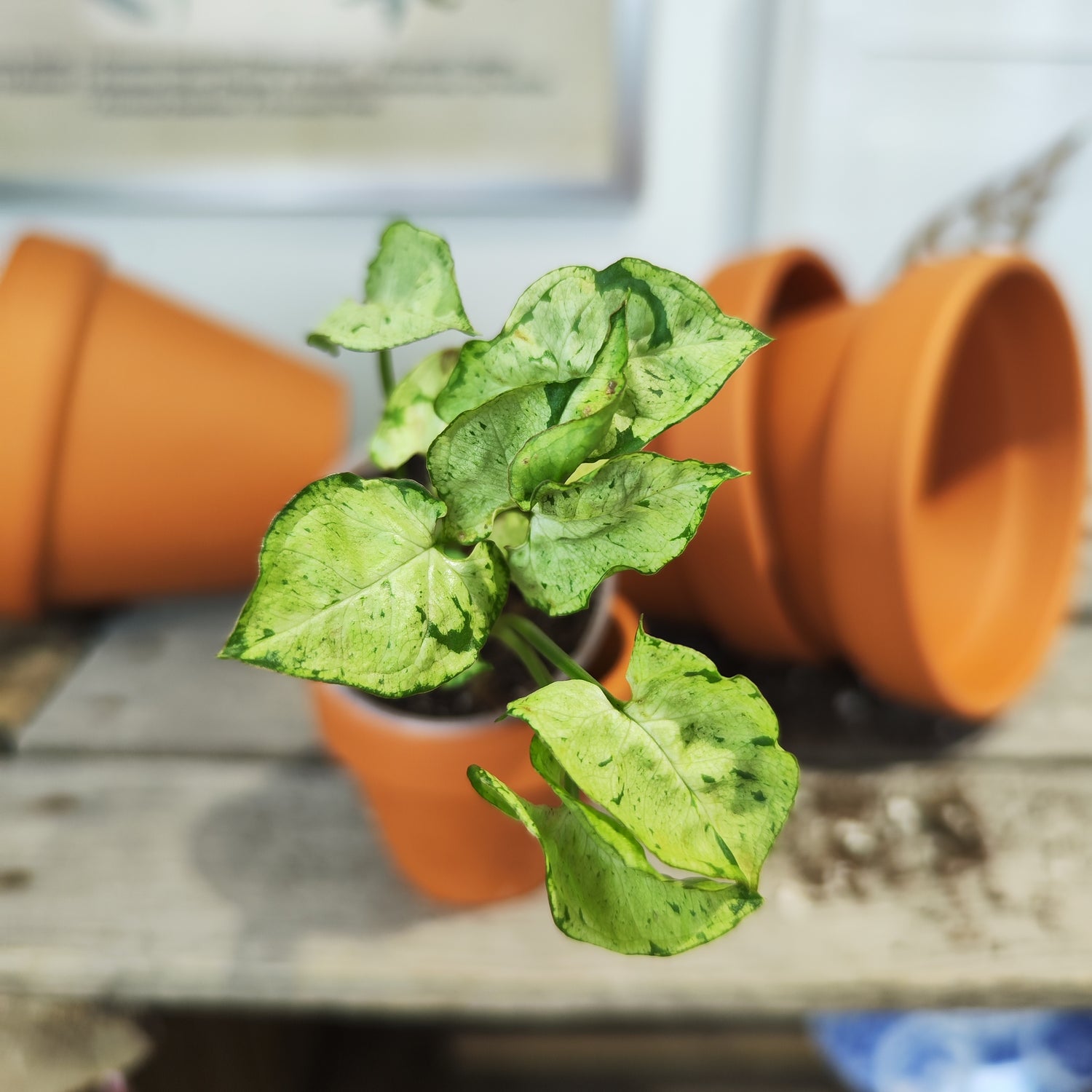 syngonium grey ghost compacta