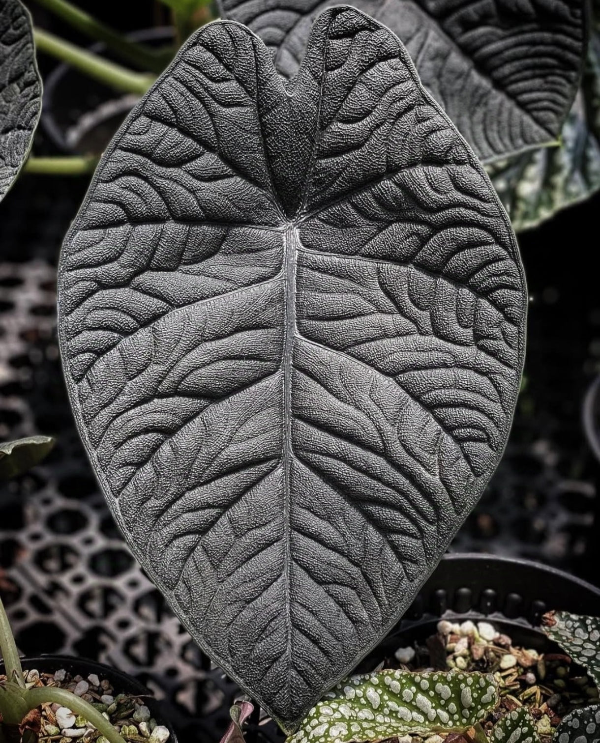 Alocasia Melo DARK