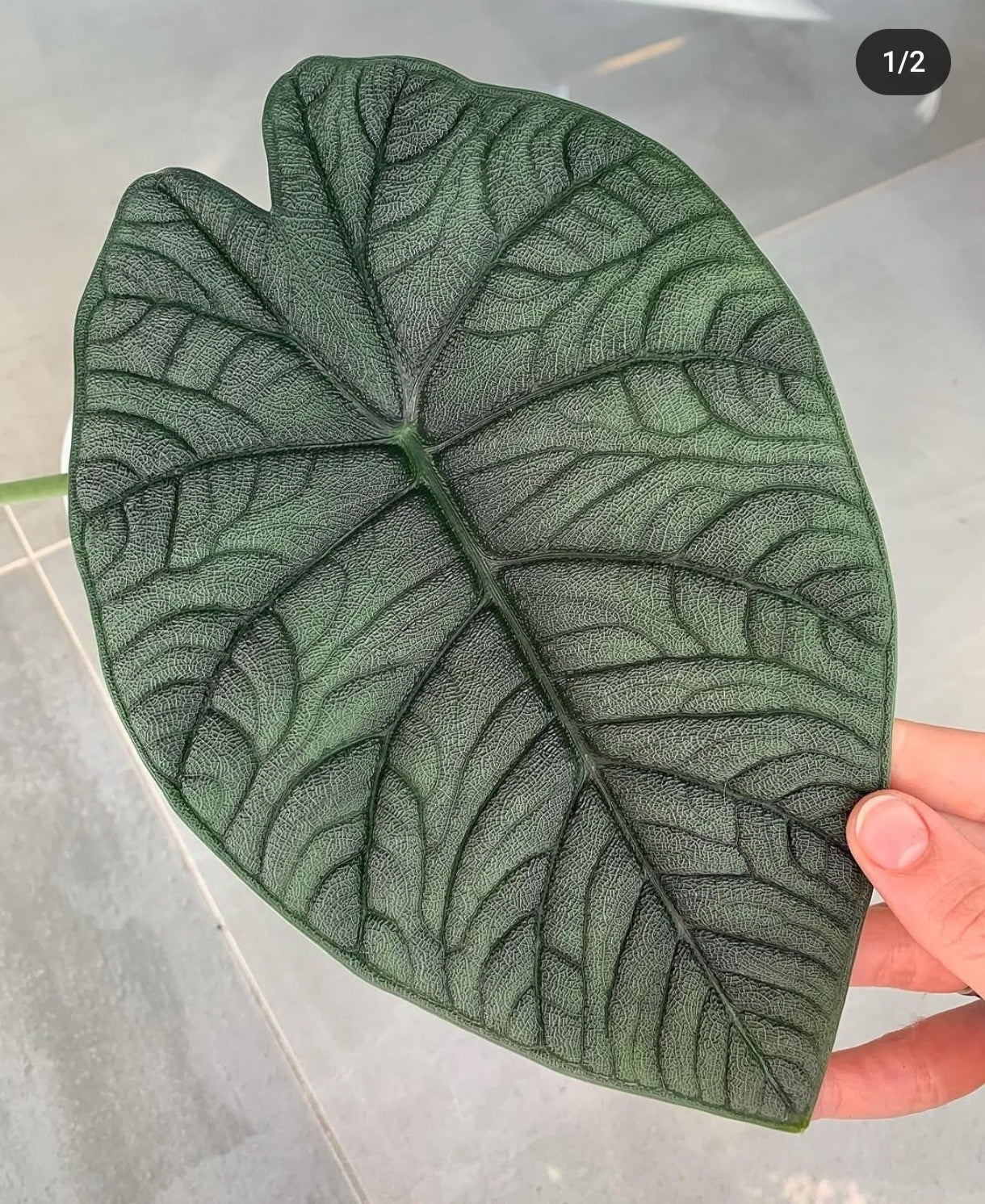 Alocasia Melo DARK