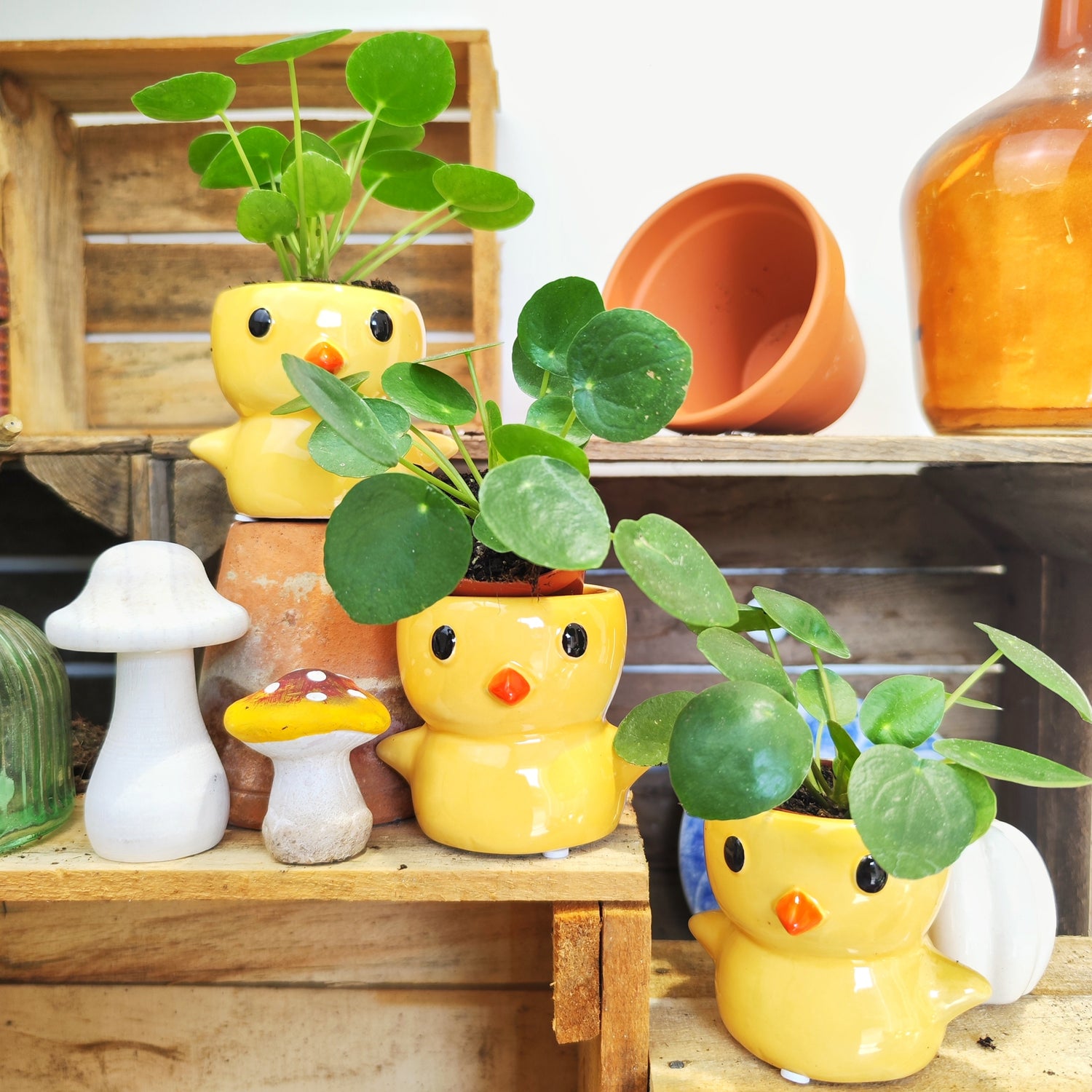 Pilea peperomioides- plante à monnie chinois