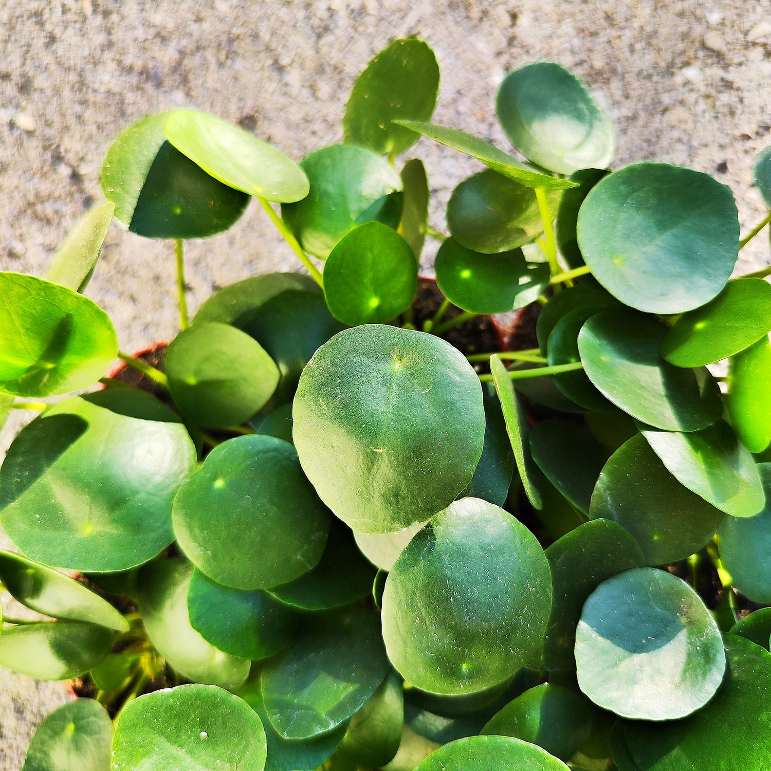 Pilea peperomioides- plante à monnie chinois