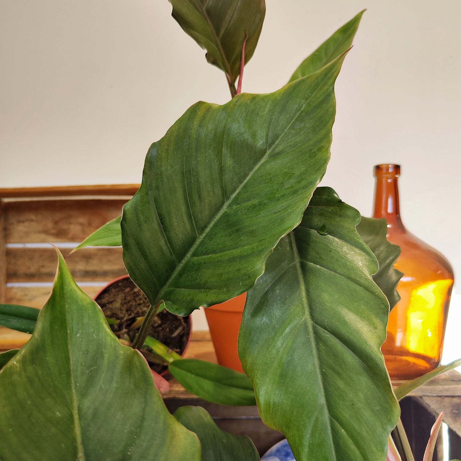 Philodendron bipinnatifidum Choco Empress