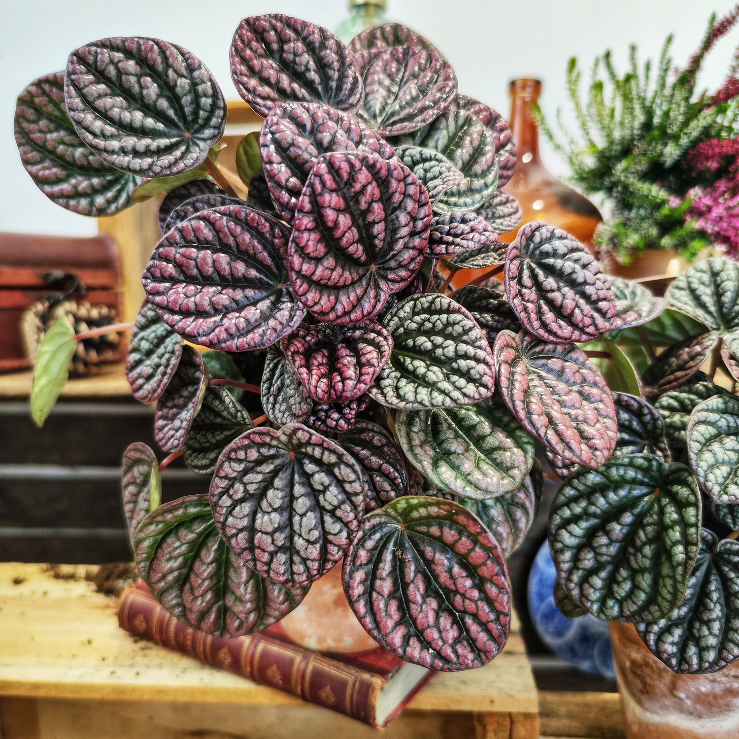 Peperomia Rosso – Kompakte Pflanze mit roten und grünen Blättern