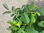 Tamarinier Tamarindus indica - monjungle