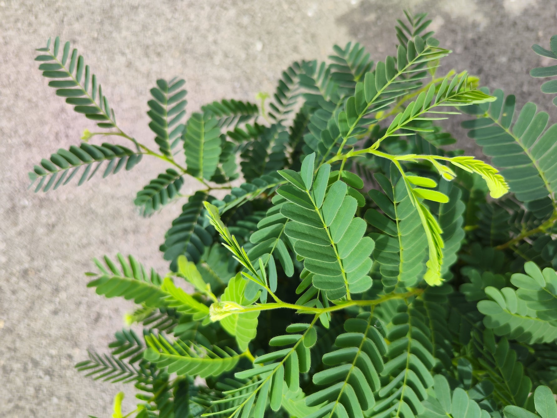 Tamarinier Tamarindus indica - monjungle