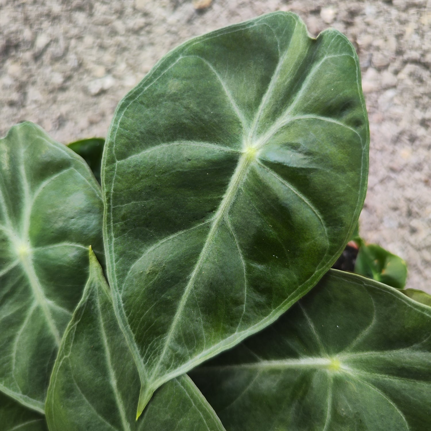 Alocasia Pink Dragon (s)