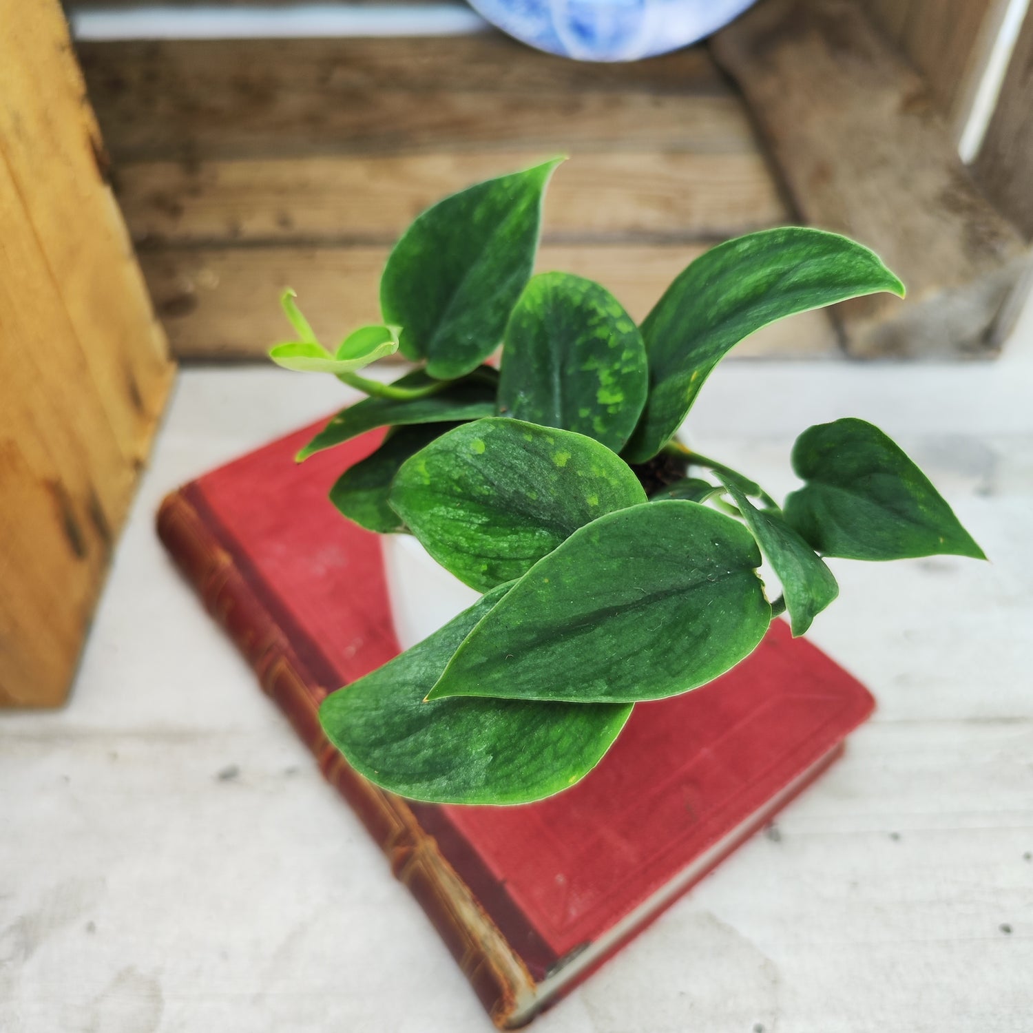 Scindapsus sp. Borneo – Feuillage rare argenté et facile à vivre