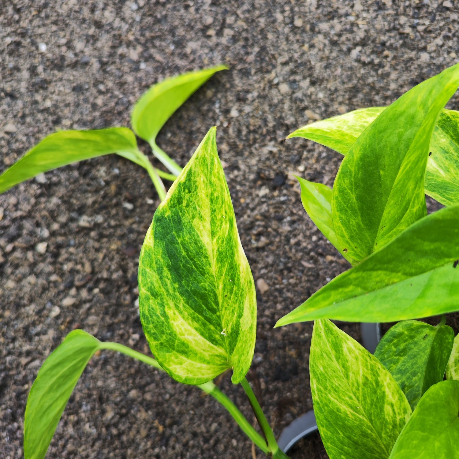 Epipremnum Neon Queen