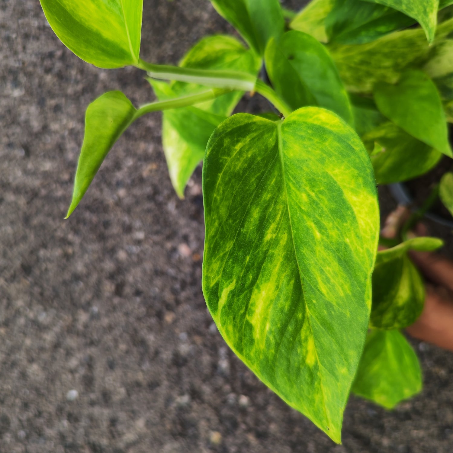 Epipremnum Neon Queen