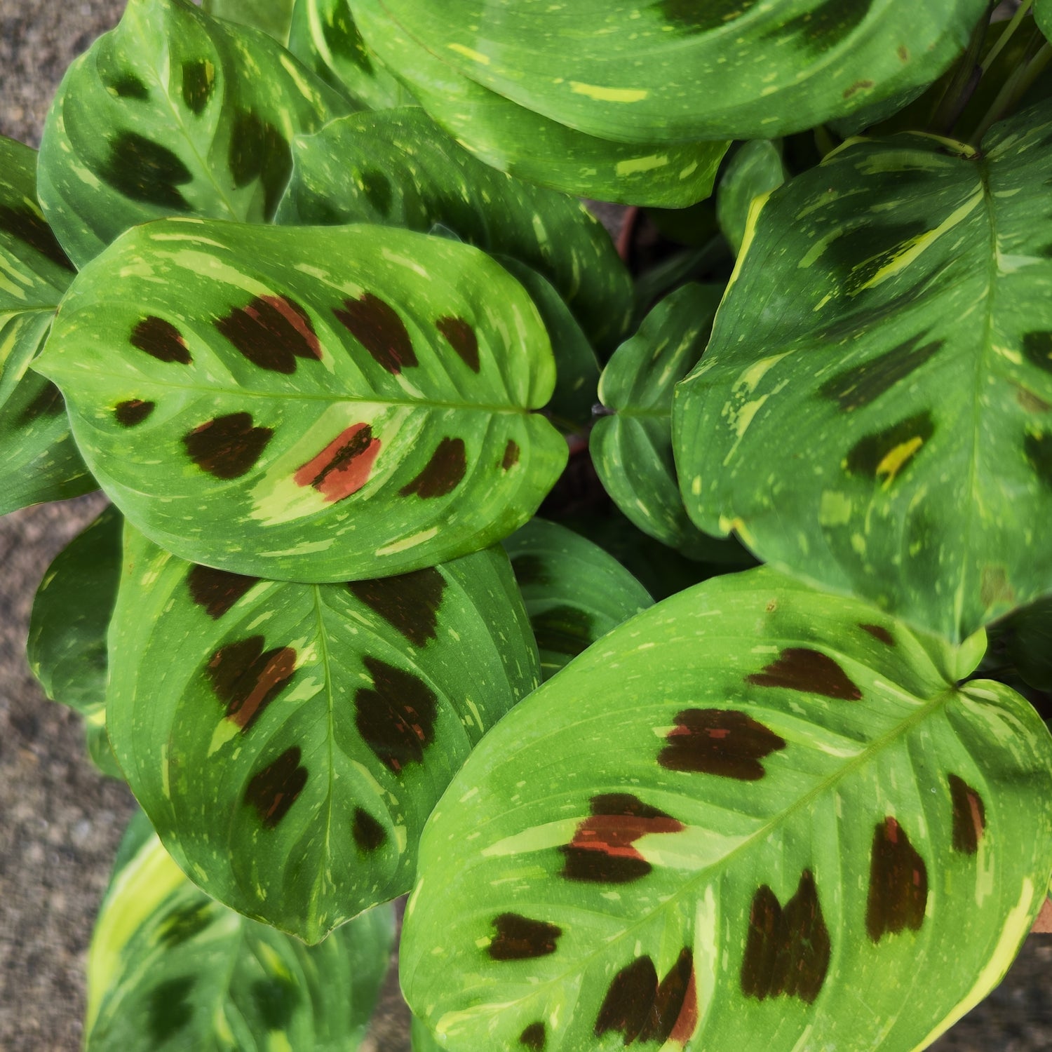 Maranta FIESTA - Plante prière aux feuilles panachées