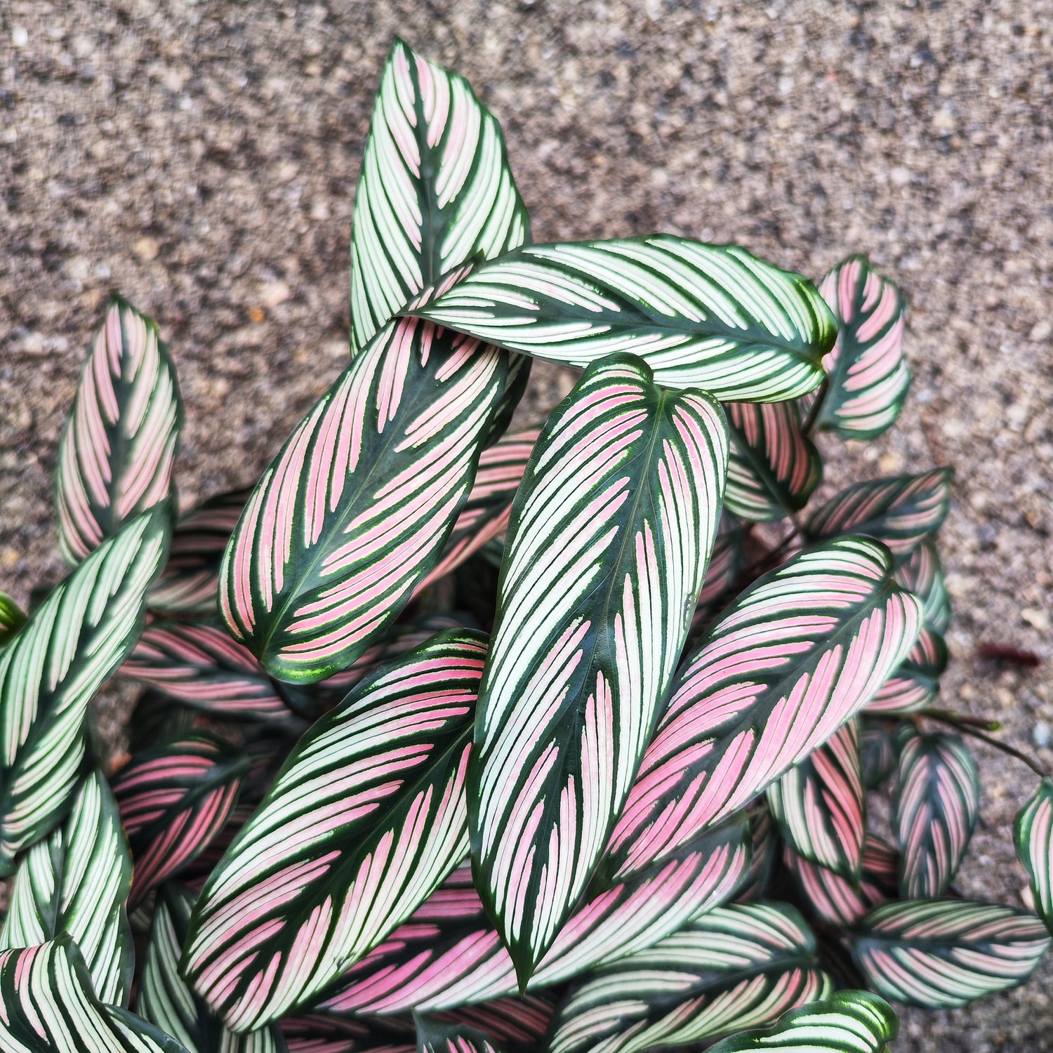 Calathea Ornata White (Nouvelle Variété)