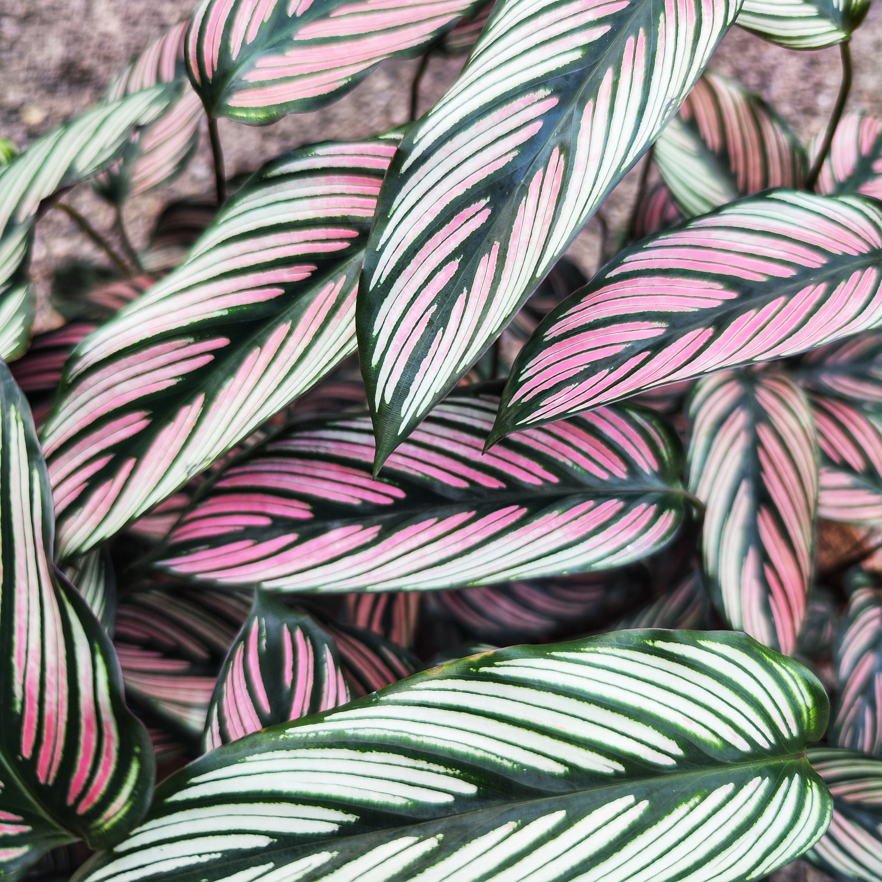 Calathea Ornata White (Nouvelle Variété)