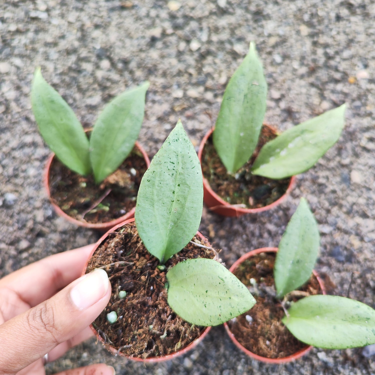 Hoya New Guinea Ghost
