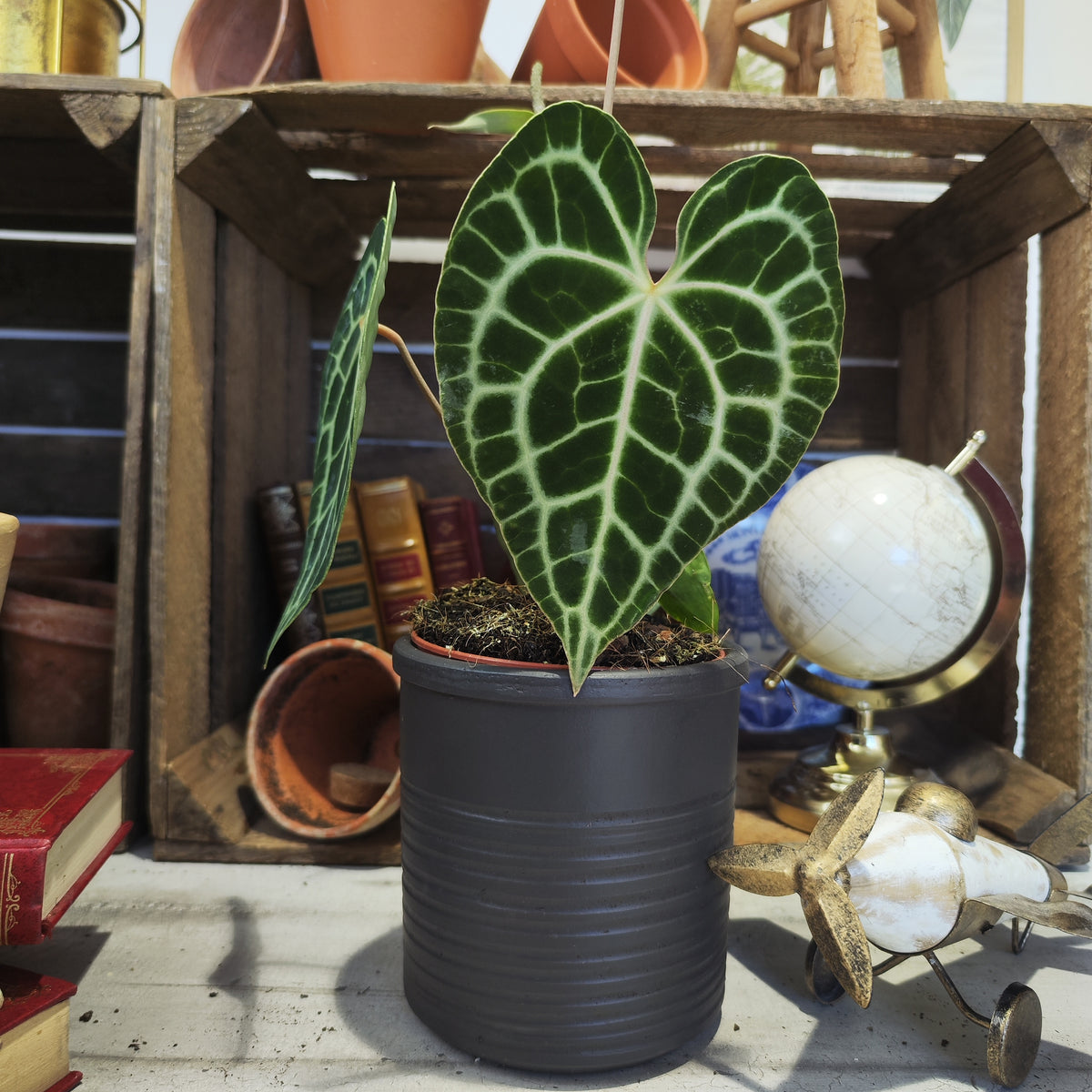 Anthurium clarinervium x – Hybride mit samtigen Blättern