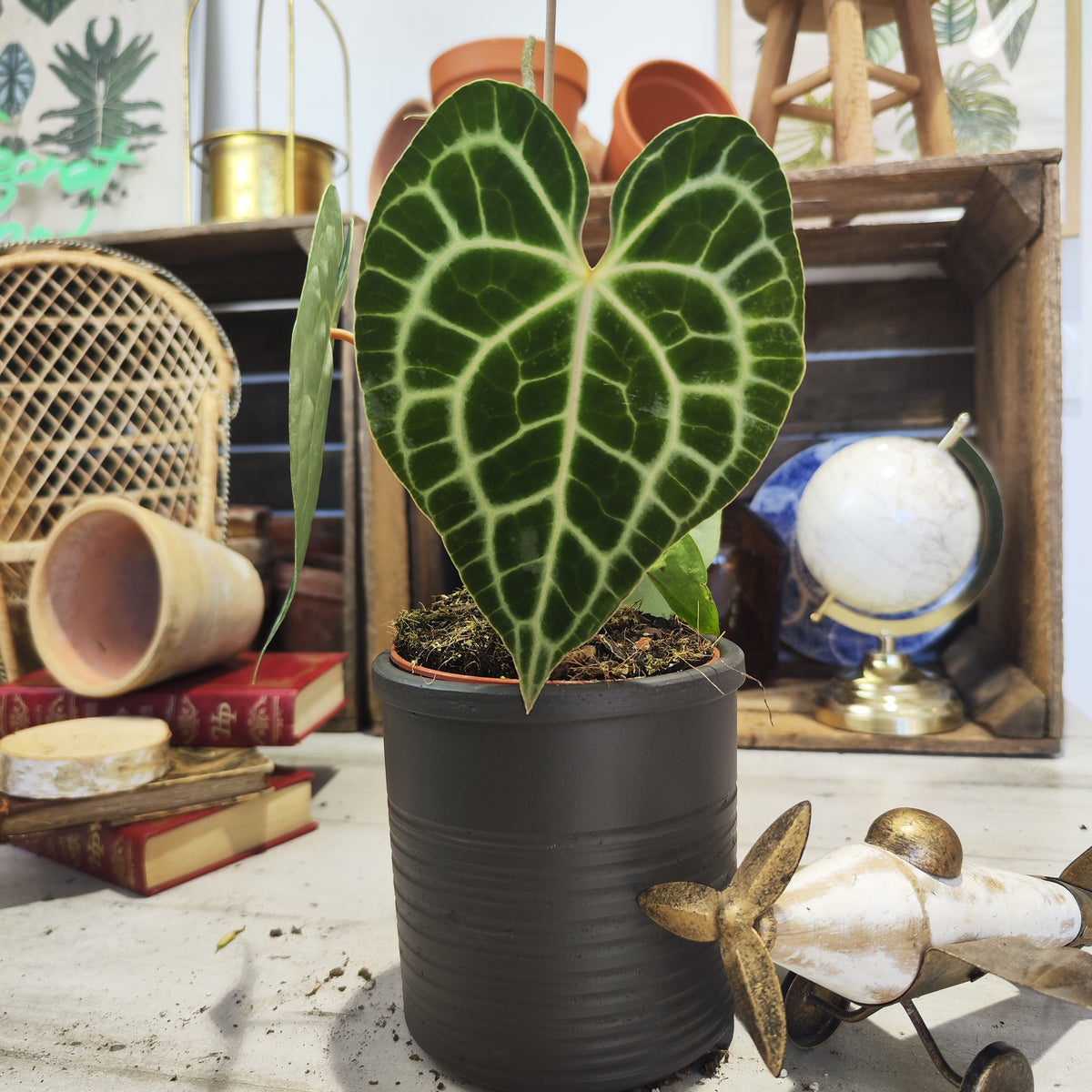 Anthurium clarinervium x – Hybride mit samtigen Blättern