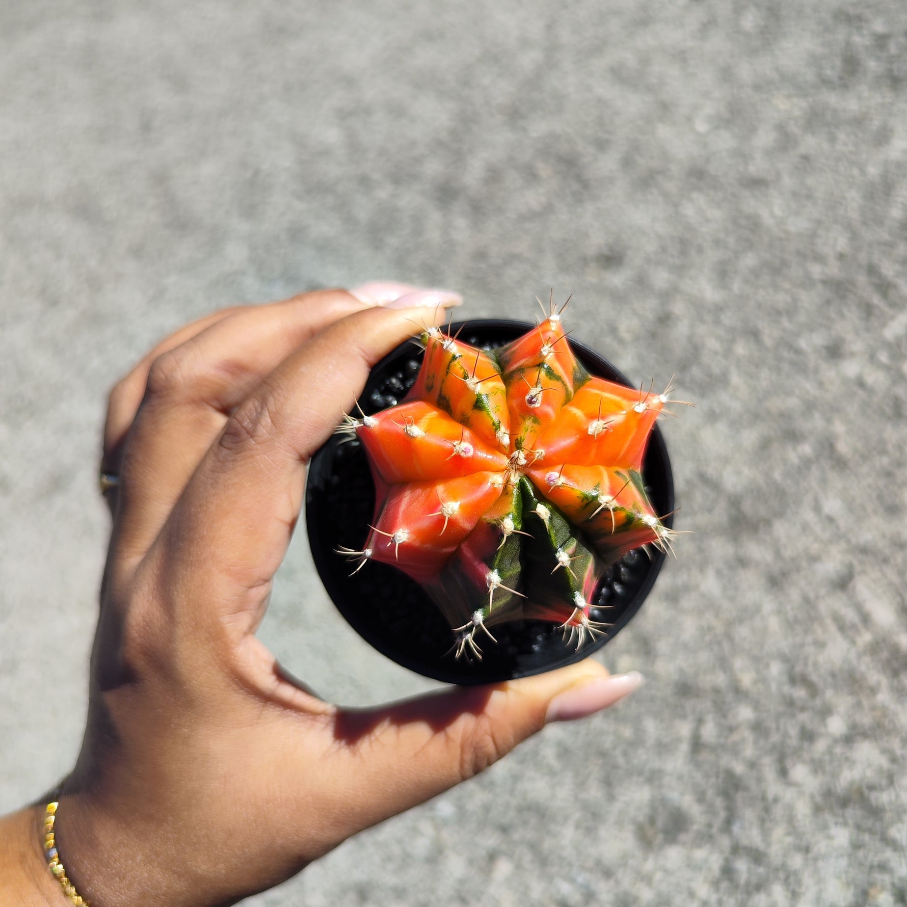 Gymnocalycium Variegata - monjungle