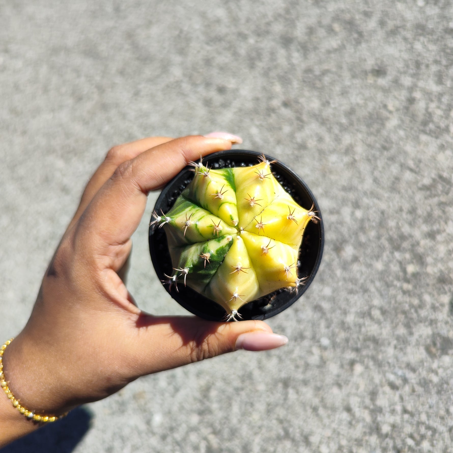 Gymnocalycium Variegata - monjungle
