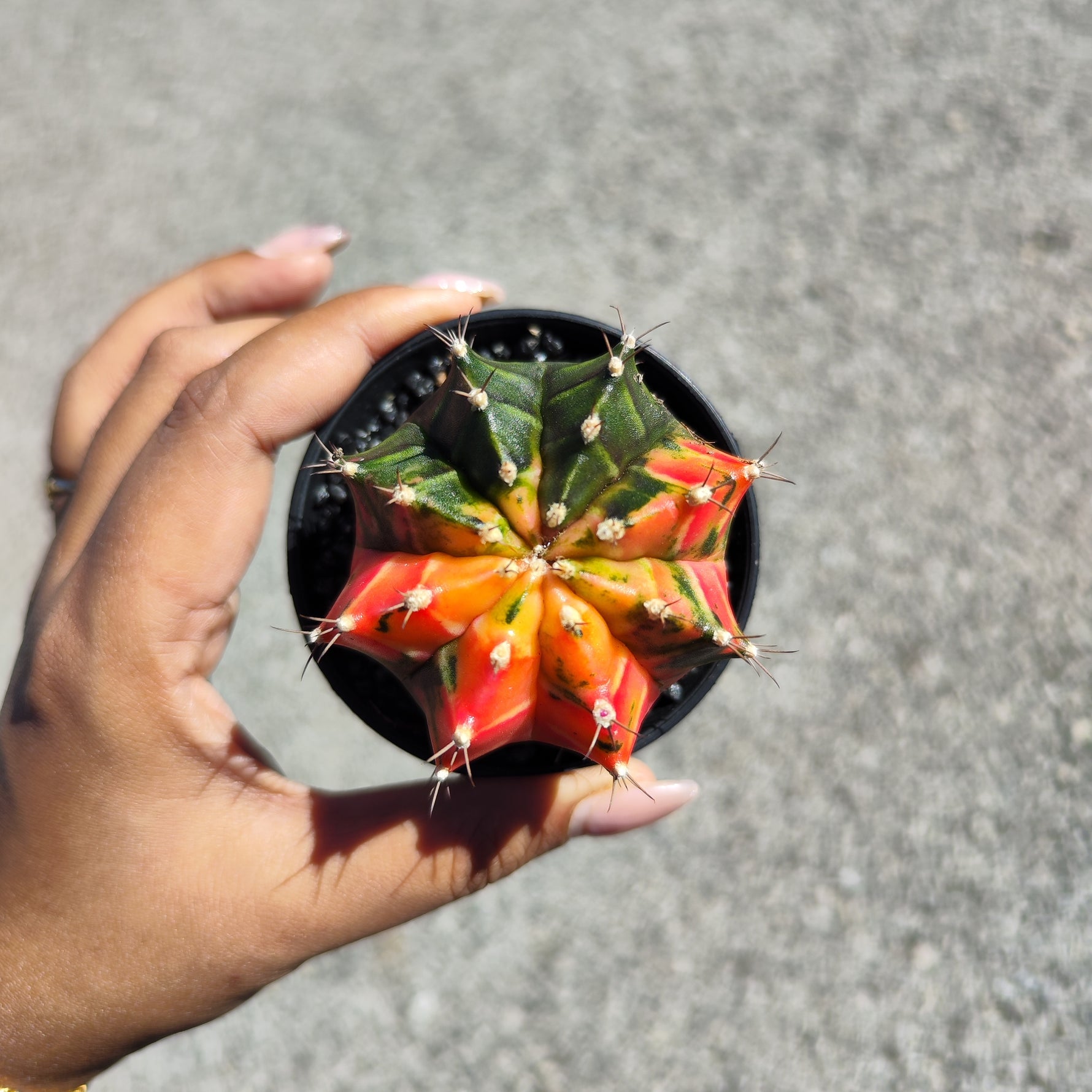Gymnocalycium Variegata - monjungle