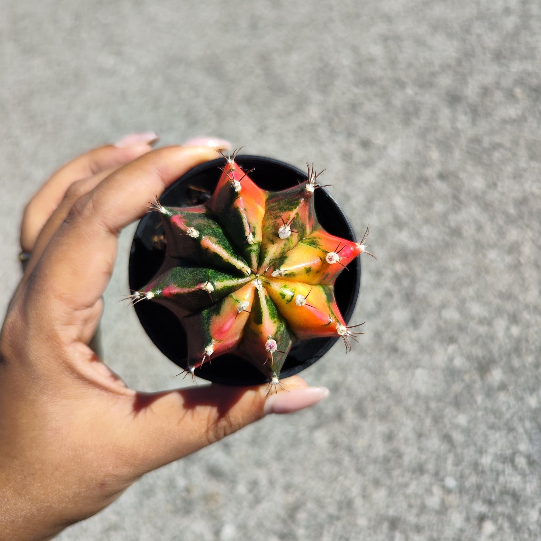 Gymnocalycium Variegata - monjungle