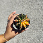 Gymnocalycium Variegata - monjungle