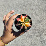 Gymnocalycium Variegata - monjungle