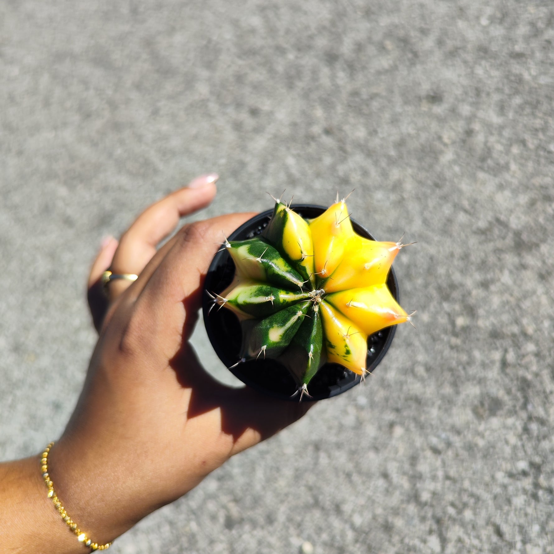 Gymnocalycium Variegata - monjungle