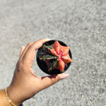 Gymnocalycium Variegata - monjungle