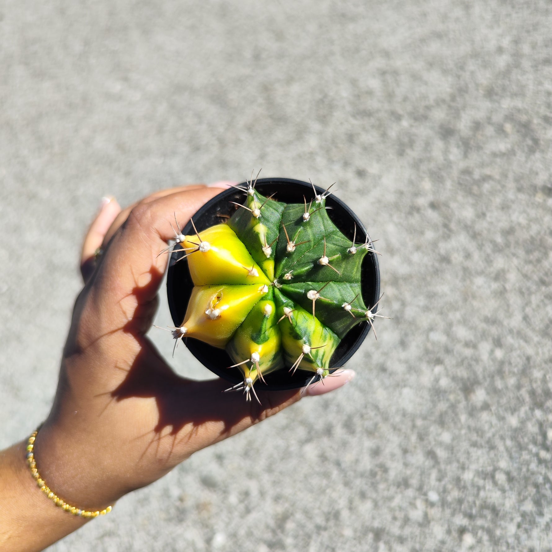 Gymnocalycium Variegata - monjungle