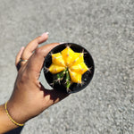 Gymnocalycium Variegata - monjungle