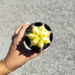 Gymnocalycium Variegata - monjungle