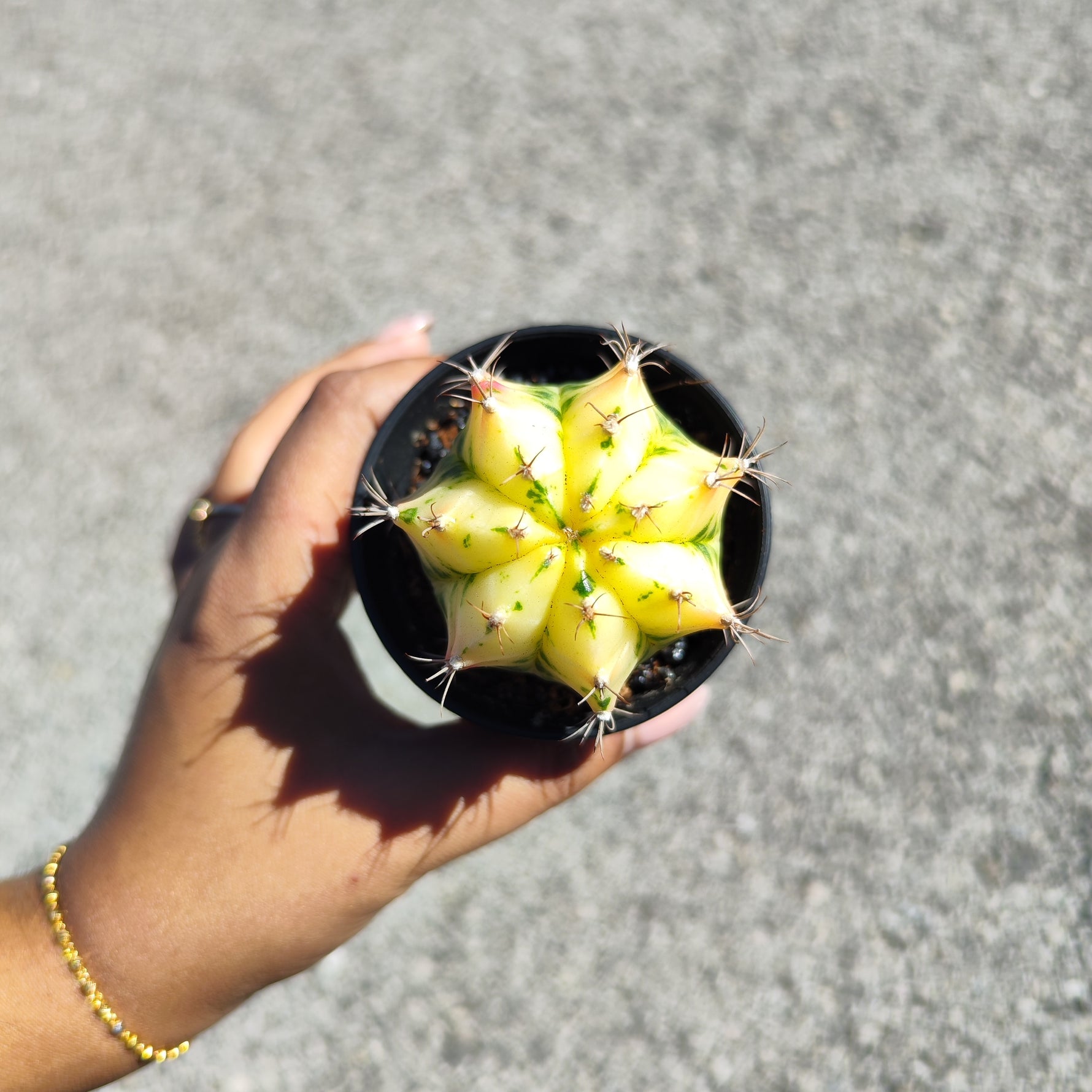 Gymnocalycium Variegata - monjungle