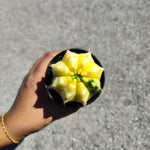 Gymnocalycium Variegata - monjungle