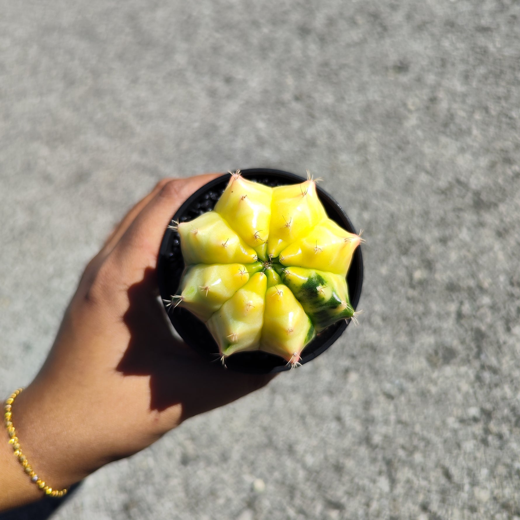 Gymnocalycium Variegata - monjungle
