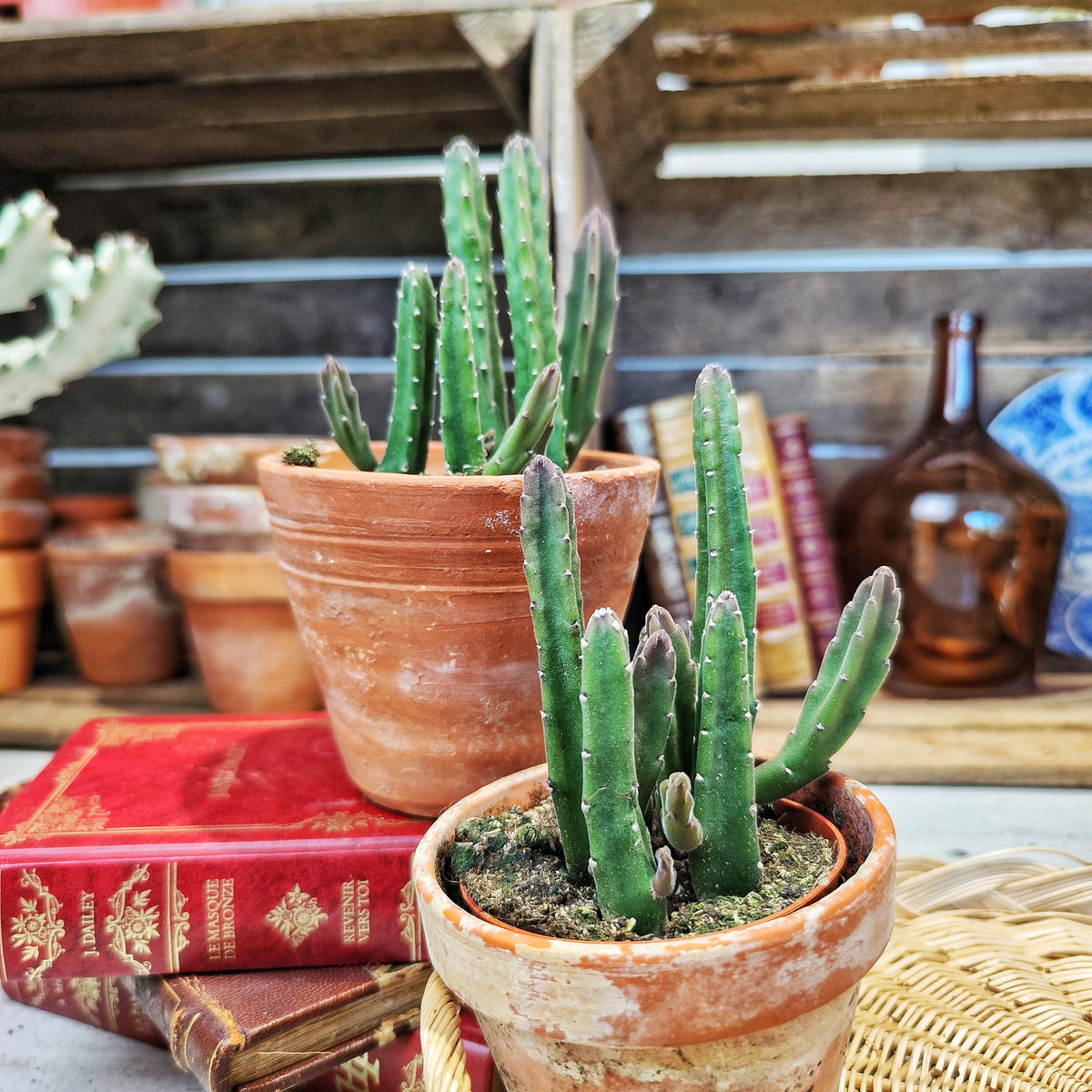 Stapelia hirsuta - monjungle