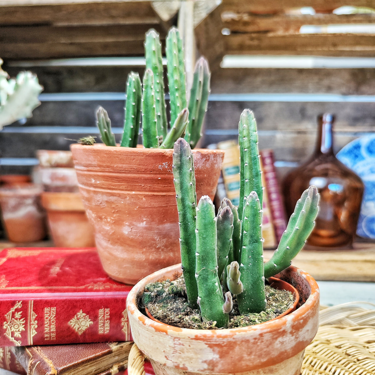 Stapelia hirsuta - monjungle