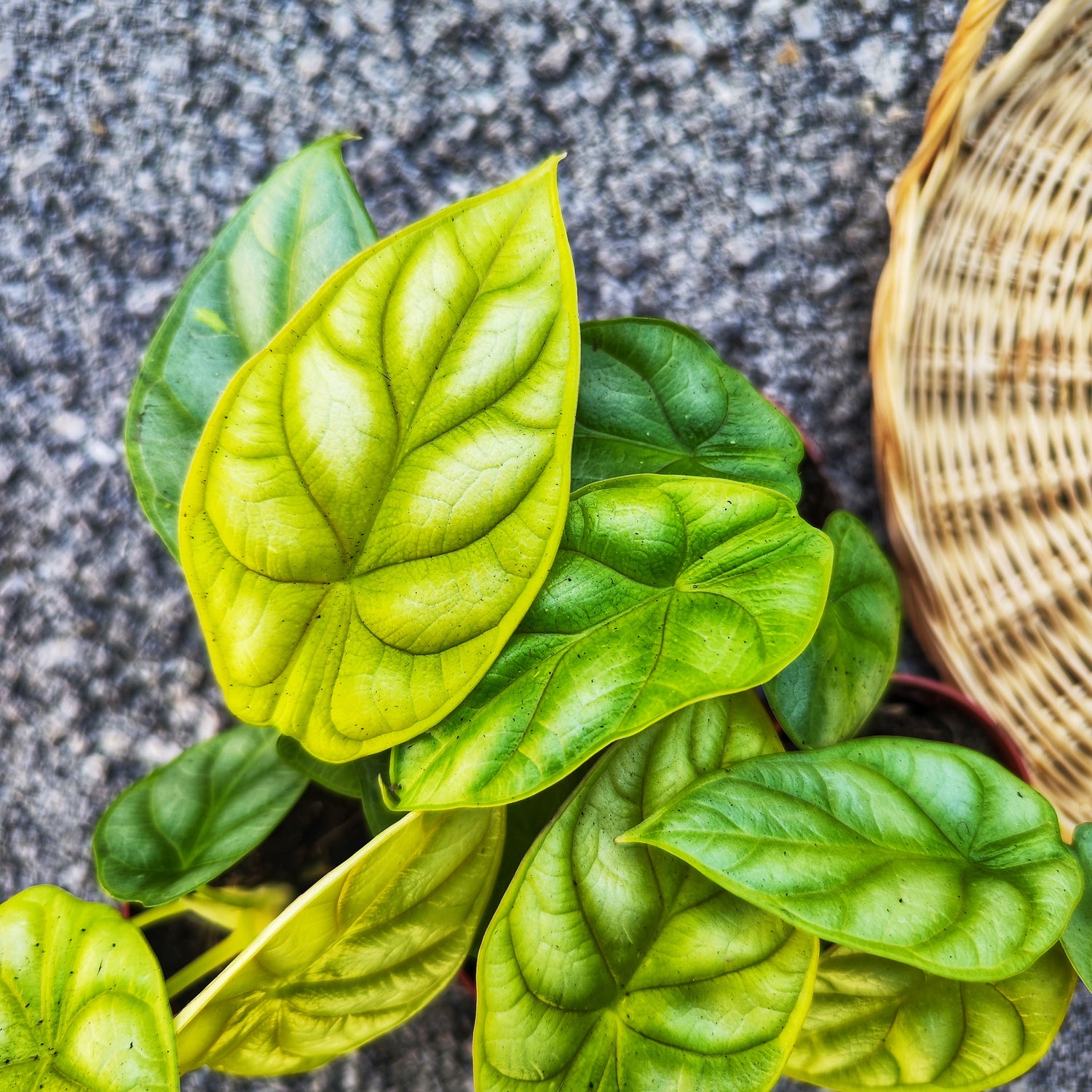 Alocasia Dragon Gold