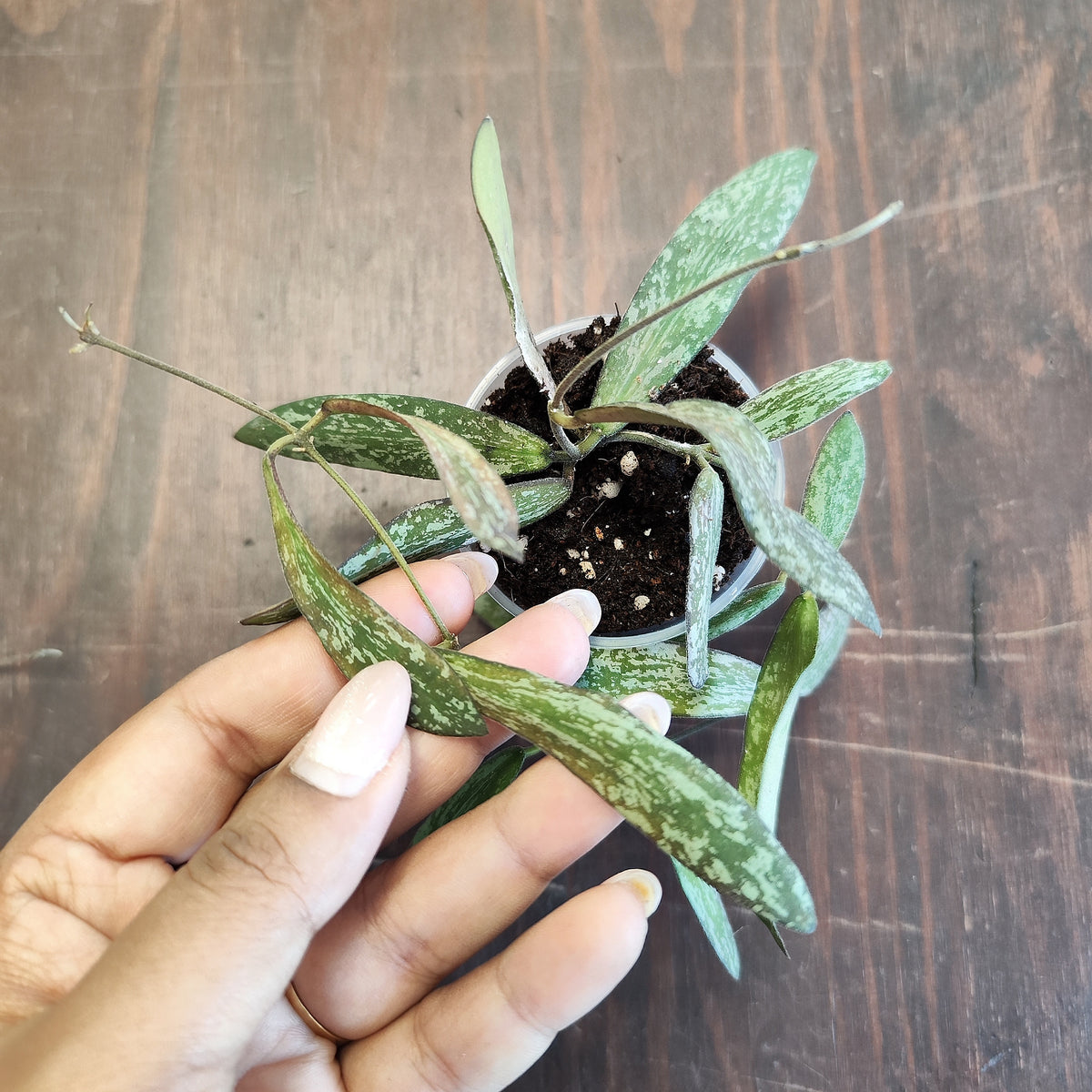 Hoya sigillatis - monjungle