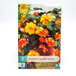 Bulbe - Begonia Cascade Sunray (x2) - monjungle