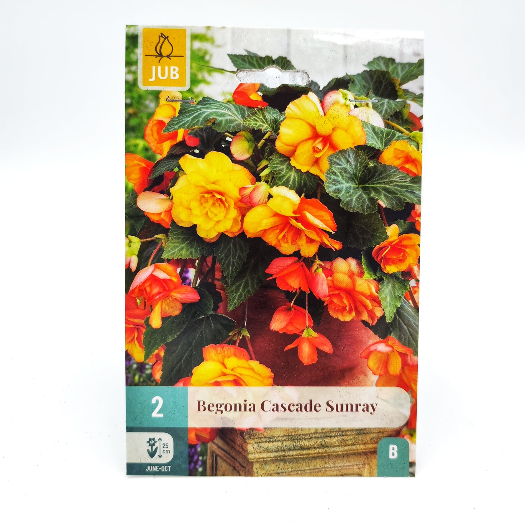 Bulbe - Begonia Cascade Sunray (x2) - monjungle