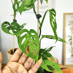 Monstera sp. Laniata - monjungle