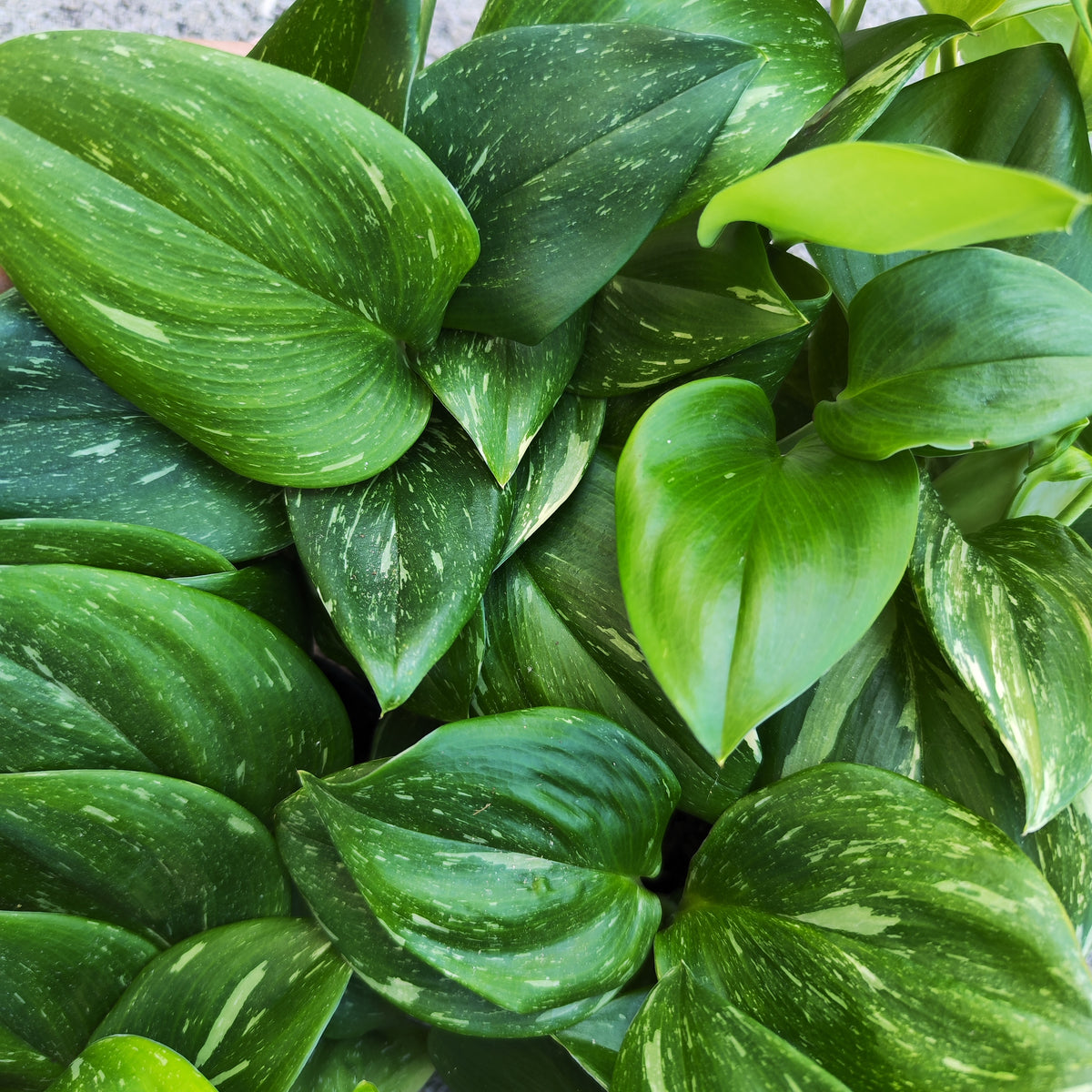 Scindapsus Rubicon Variegated - monjungle