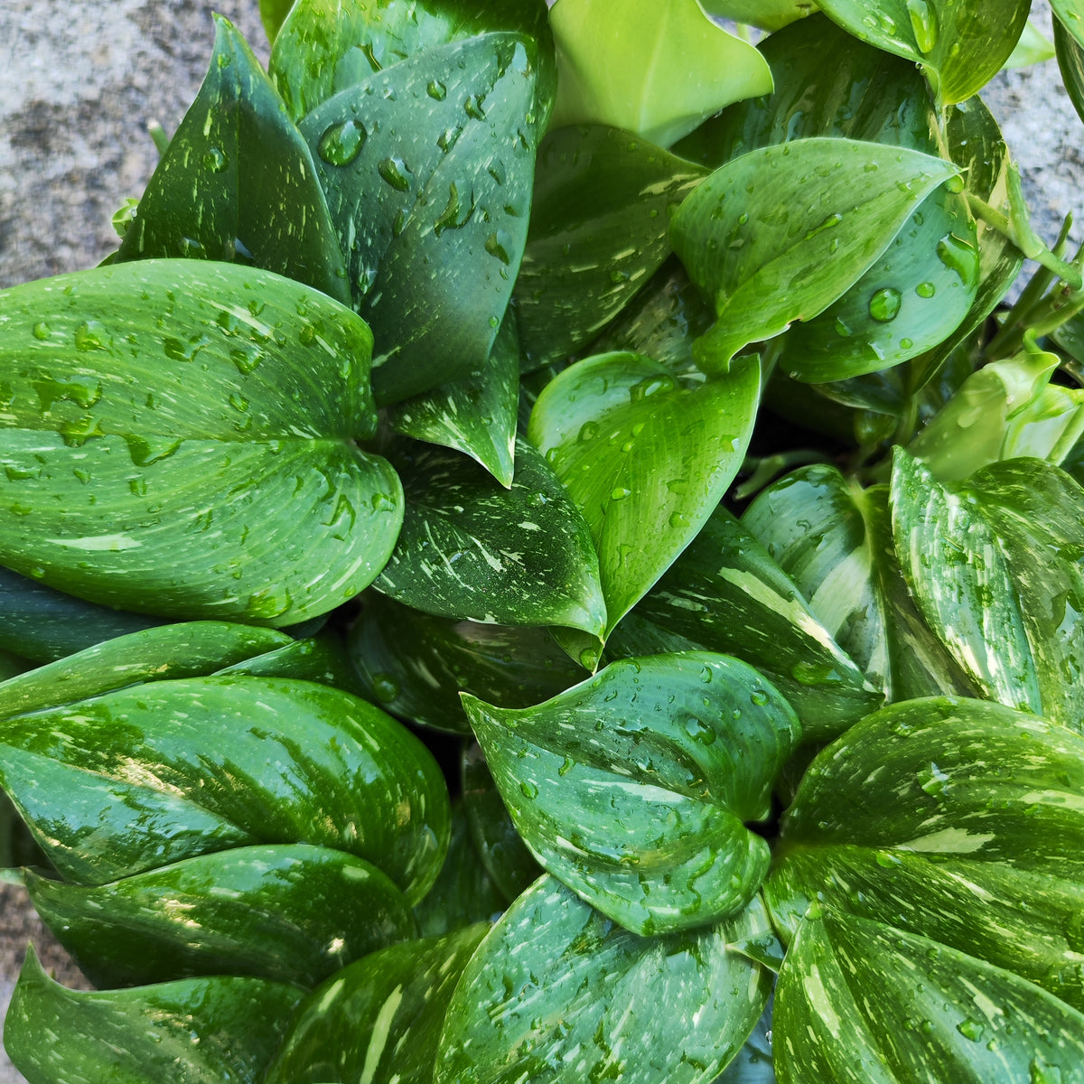 Scindapsus Rubicon Variegated - monjungle
