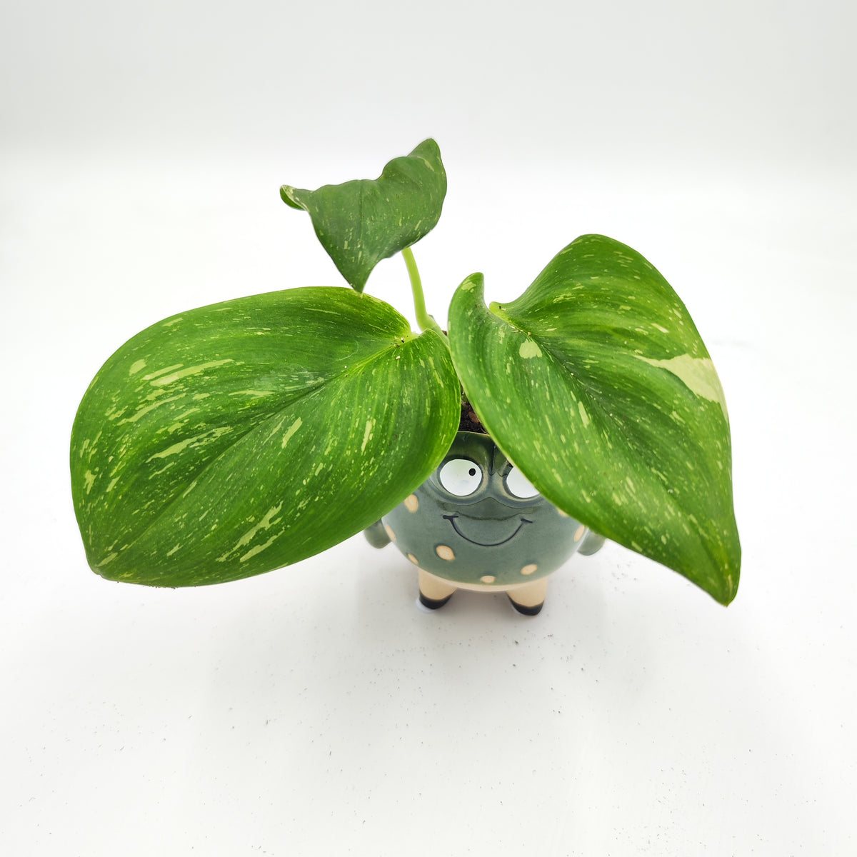Scindapsus Rubicon Variegated - monjungle